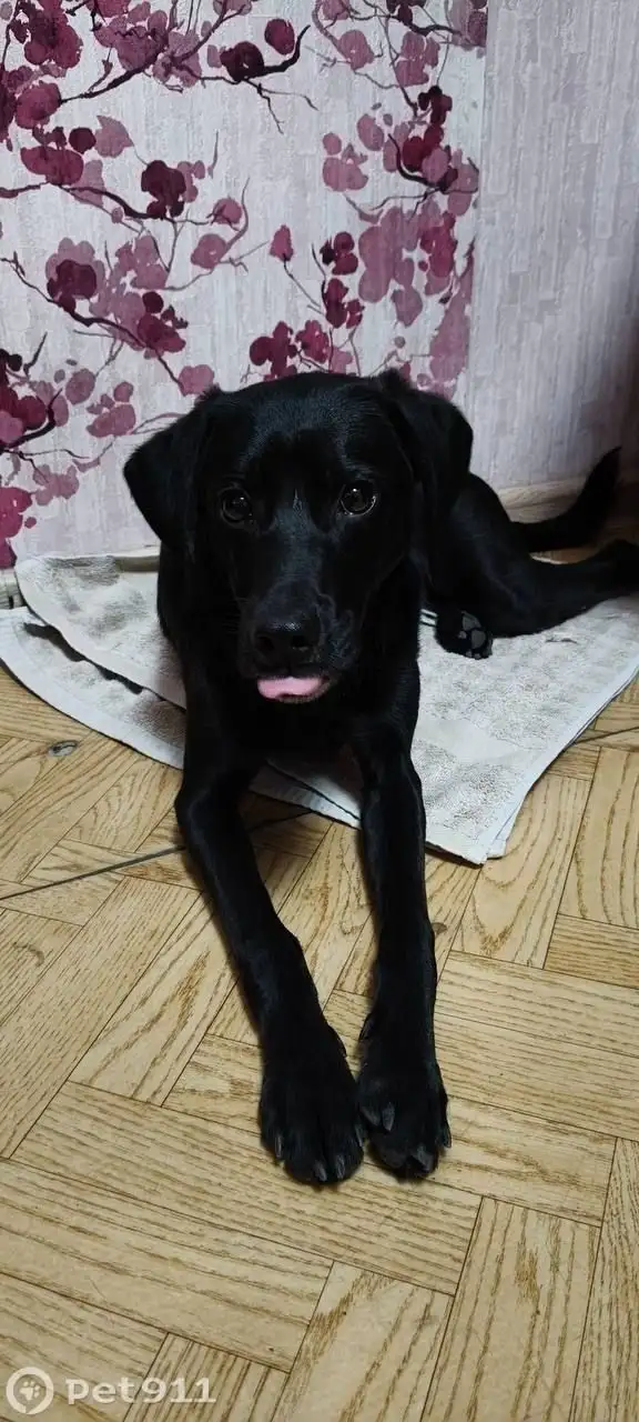 Найден молодой пёс в Иркутске - Животные в Иркутск