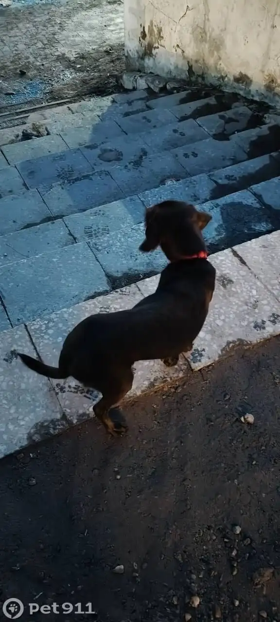 Найден молодой пёс в Иркутске - Животные в Иркутск