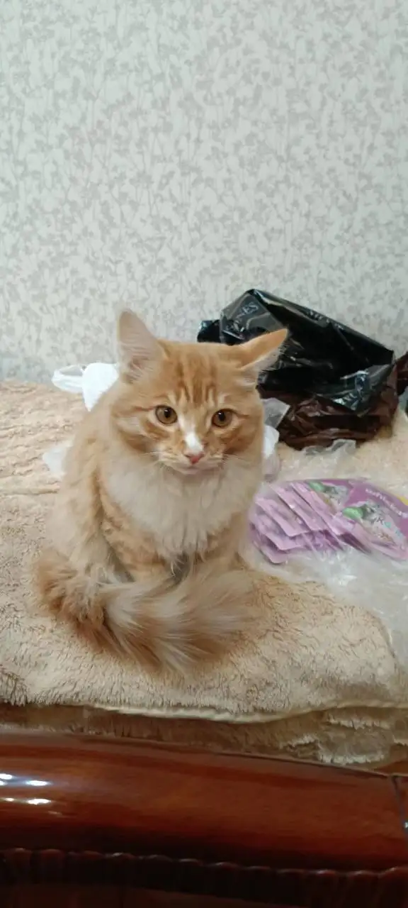 Потеряшка в Иркутске - Животные в Иркутск