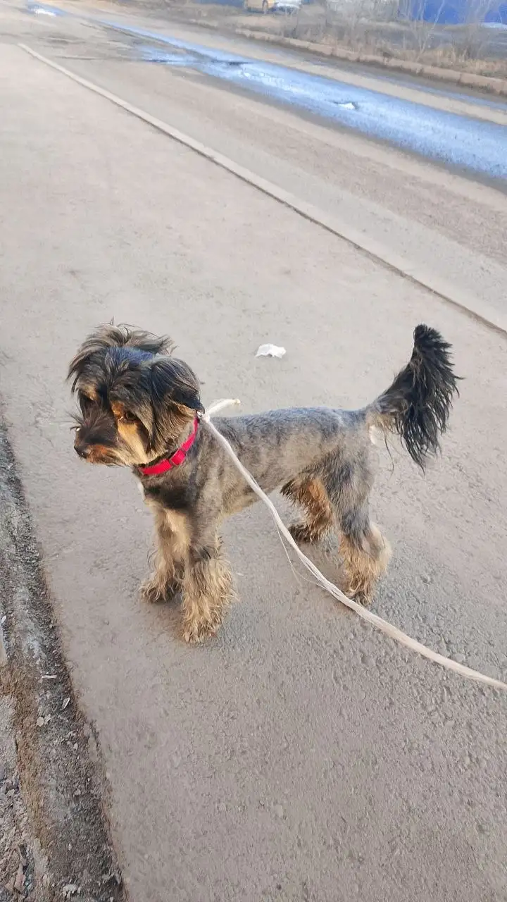 Найденная собака в Ново-Ленино - Собаки (Животные) в Ново-Ленино