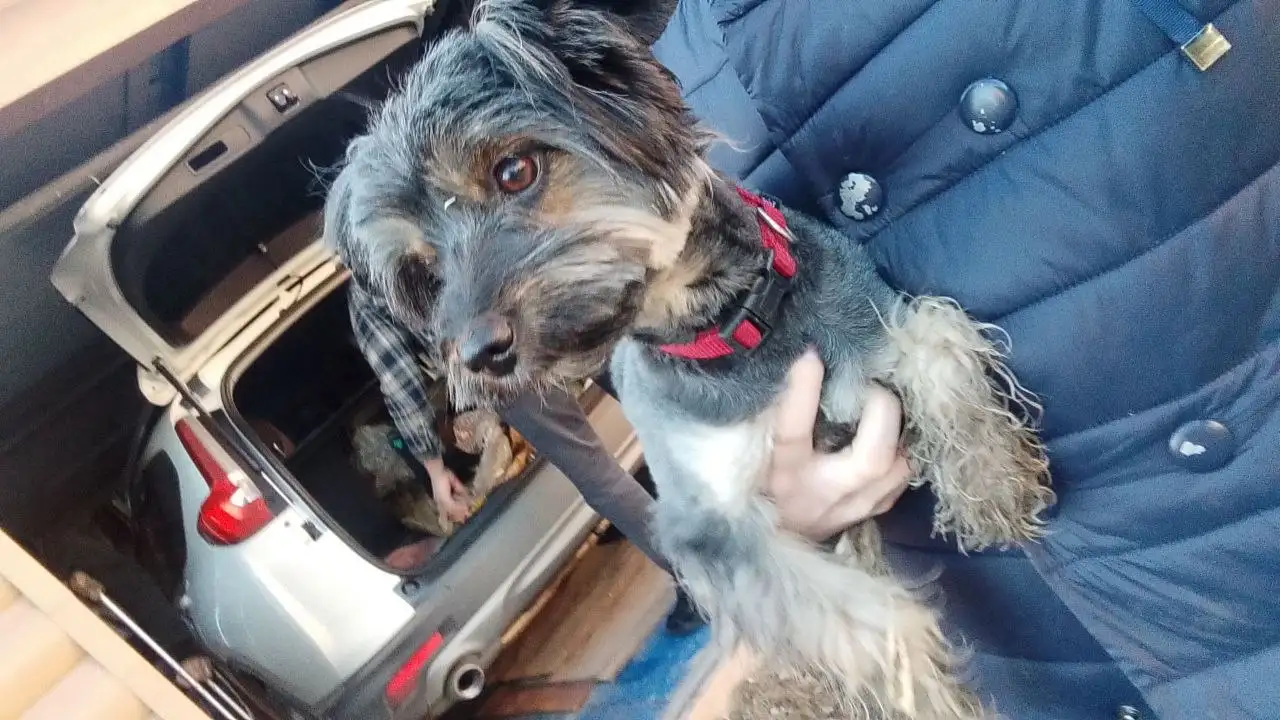 Найденная собака в Ново-Ленино - Собаки (Животные) в Ново-Ленино