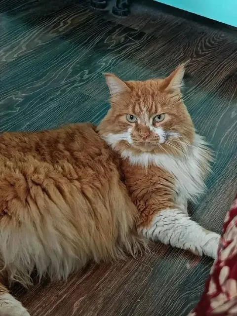 Пропал кот Мишка в районе Нижней Лисихи - Животные в Иркутск