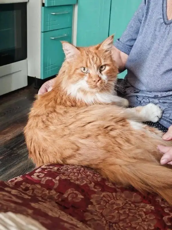 Пропал кот Мишка в районе Нижней Лисихи - Потерянные животные (Животные) в Иркутск