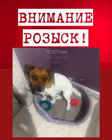 Пропала собака породы Джек Рассел в с. Хомутово - Собаки в Хомутово
