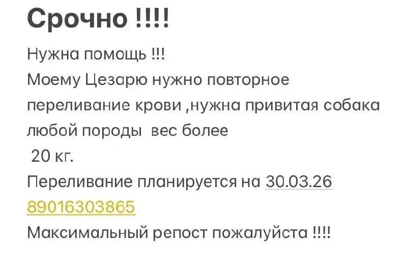 Пропавшая собака в Иркутске - Животные в Иркутск