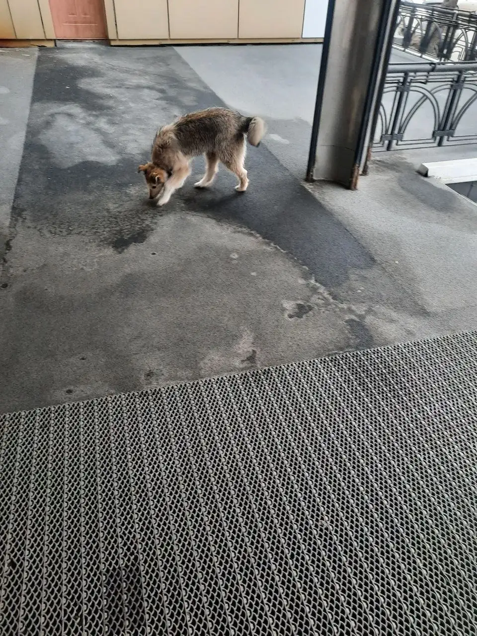 Найден щенок в центре Иркутска - Собаки (Животные) в Иркутск