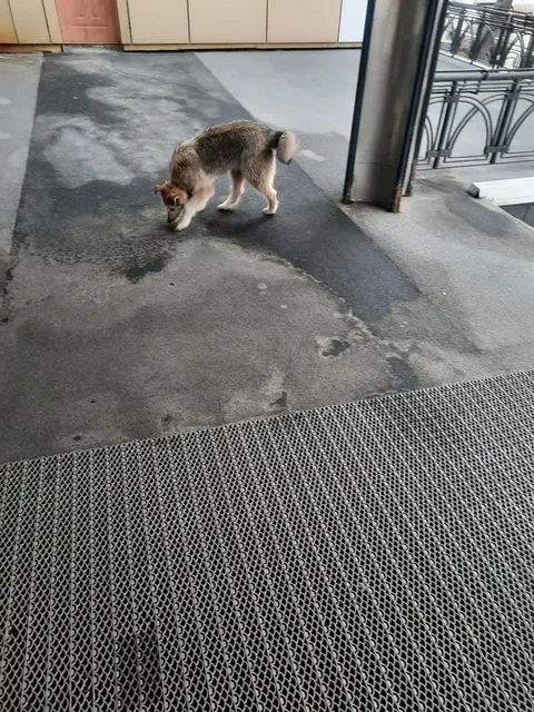 Найден щенок в центре Иркутска - Птица в Иркутск