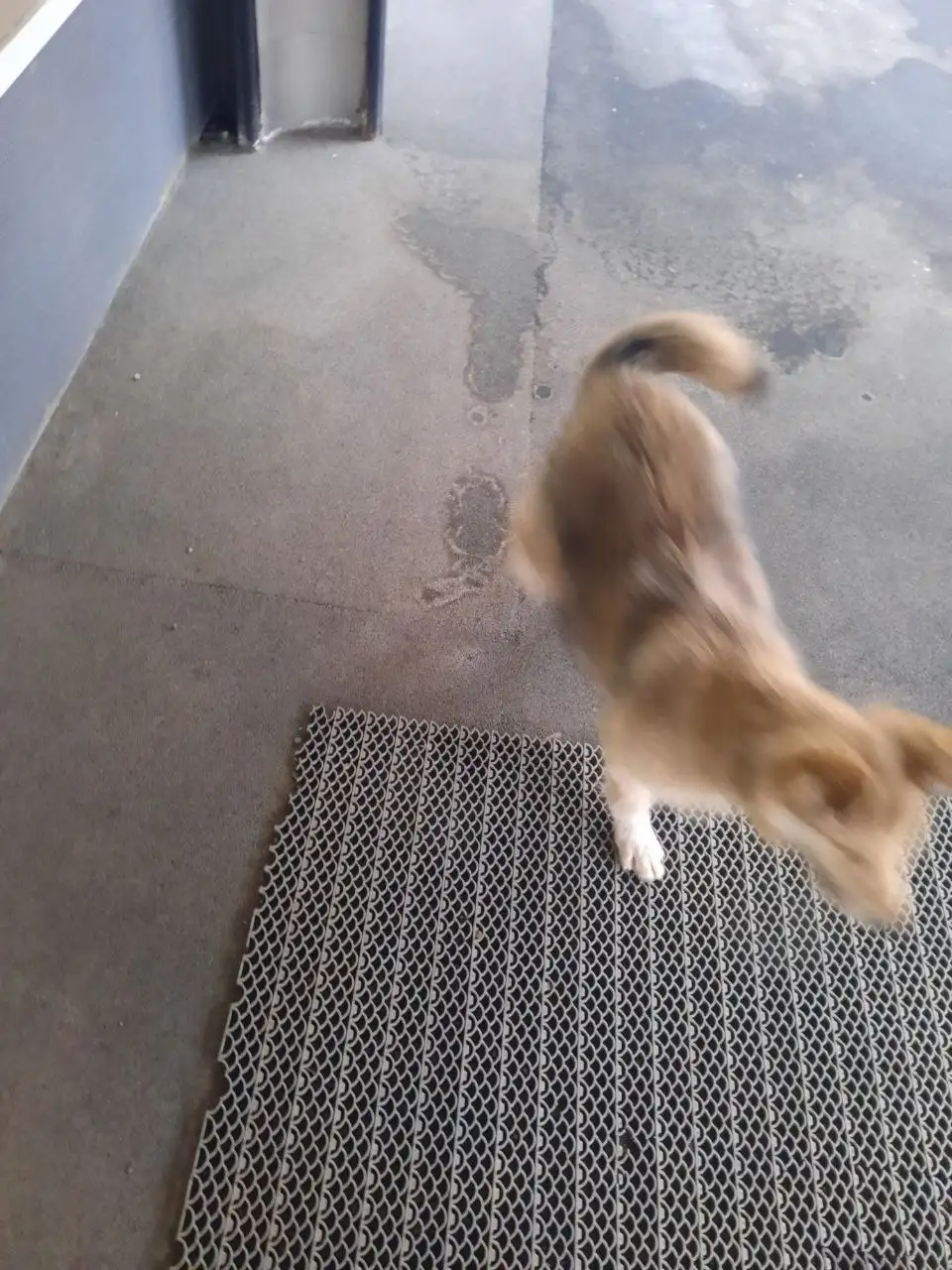 Найден щенок в центре Иркутска - Собаки (Животные) в Иркутск