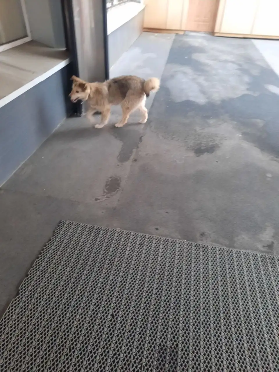 Найден щенок в центре Иркутска - Собаки (Животные) в Иркутск