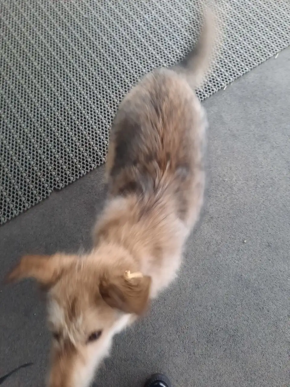 Найден щенок в центре Иркутска - Собаки (Животные) в Иркутск