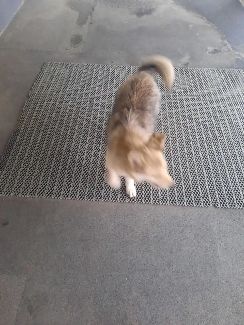 Найден щенок в центре Иркутска - Собаки (Животные) в Иркутск