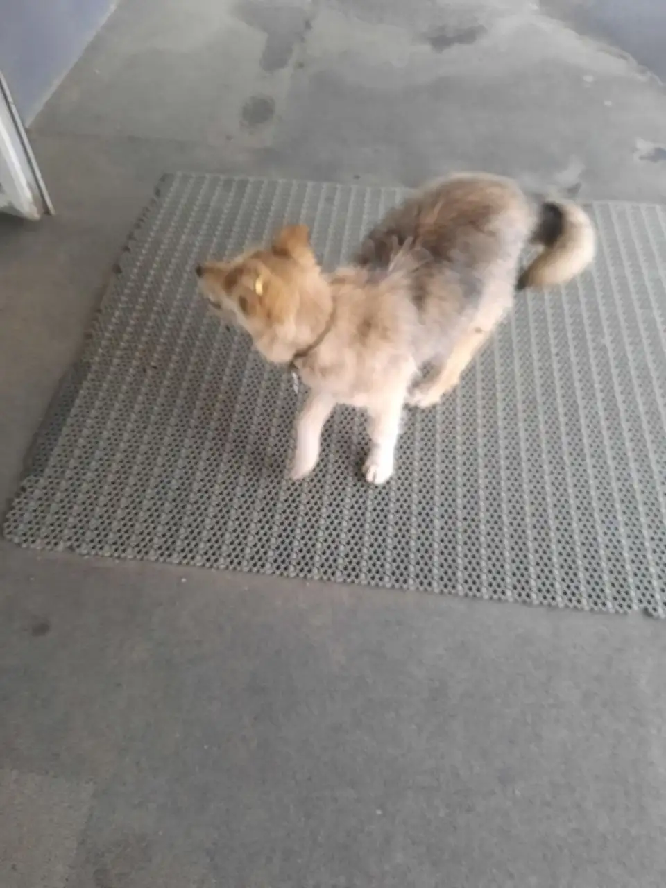 Найден щенок в центре Иркутска - Собаки (Животные) в Иркутск