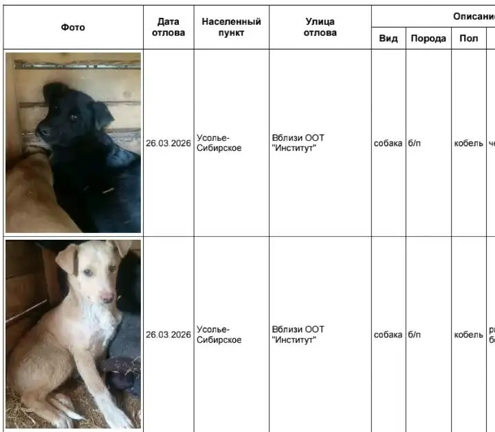 Отловленные собаки в приюте Усолья-Сибирского - Собаки (Животные) в Усолье-Сибирское