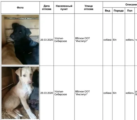 Отловленные собаки в приюте Усолья-Сибирского - частное объявление в Усолье-Сибирское