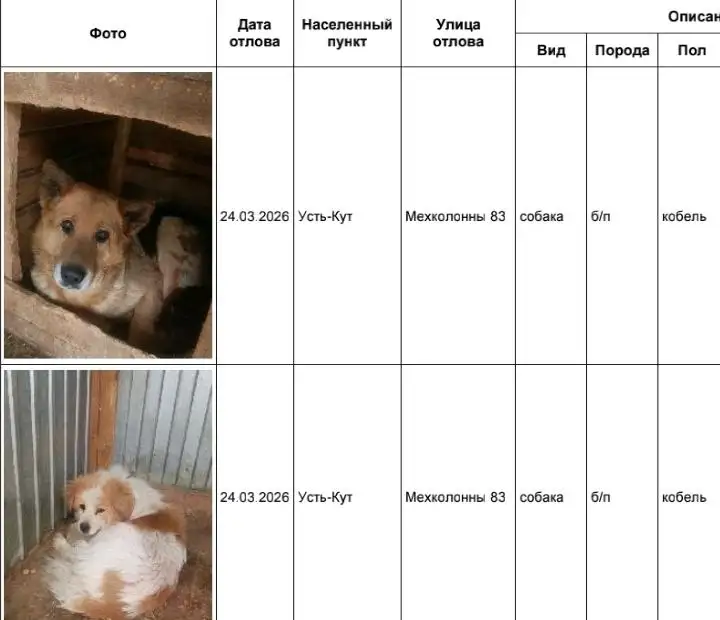 Отлов собак в Усть-Куте и Усолье - Собаки (Животные) в Усть-Кут