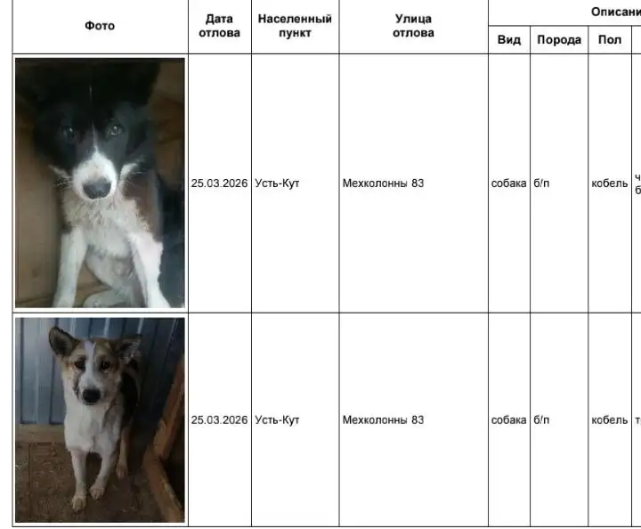 Отлов собак в Усть-Куте - Собаки (Животные) в Усть-Кут