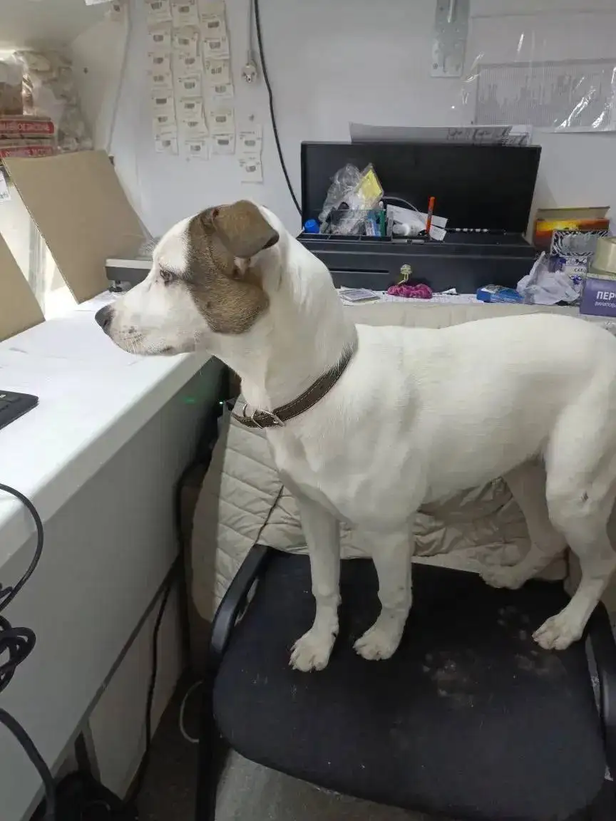 Потеряшка в павильоне Белоречье - Потеряшки/Находки (Животные) в Иркутск