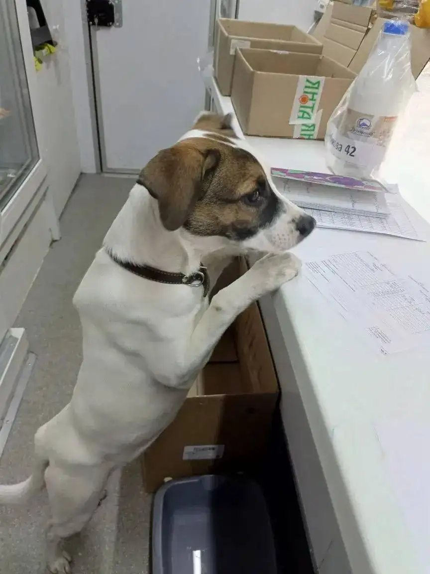 Потеряшка в павильоне Белоречье - Потеряшки/Находки (Животные) в Иркутск