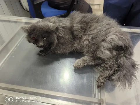 Потерянный кот в Солнечном - частное объявление в Солнечный