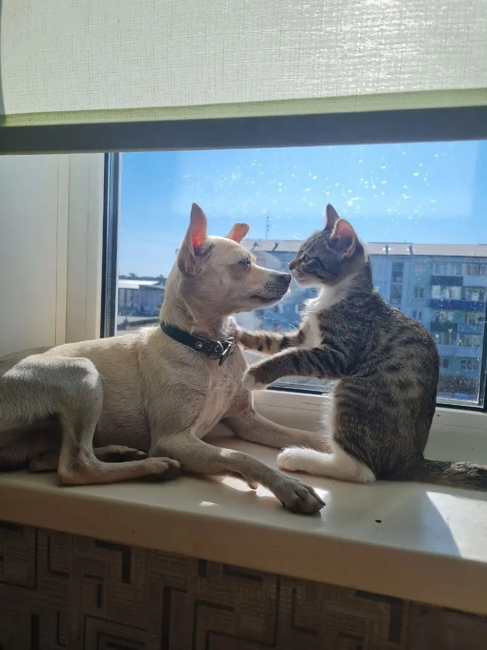 Потерялся белый той терьер в поселке Белореченский - Потерянные животные (Животные) в Иркутск