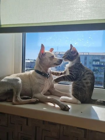 Потерялся белый той терьер в поселке Белореченский - Животные в Иркутск