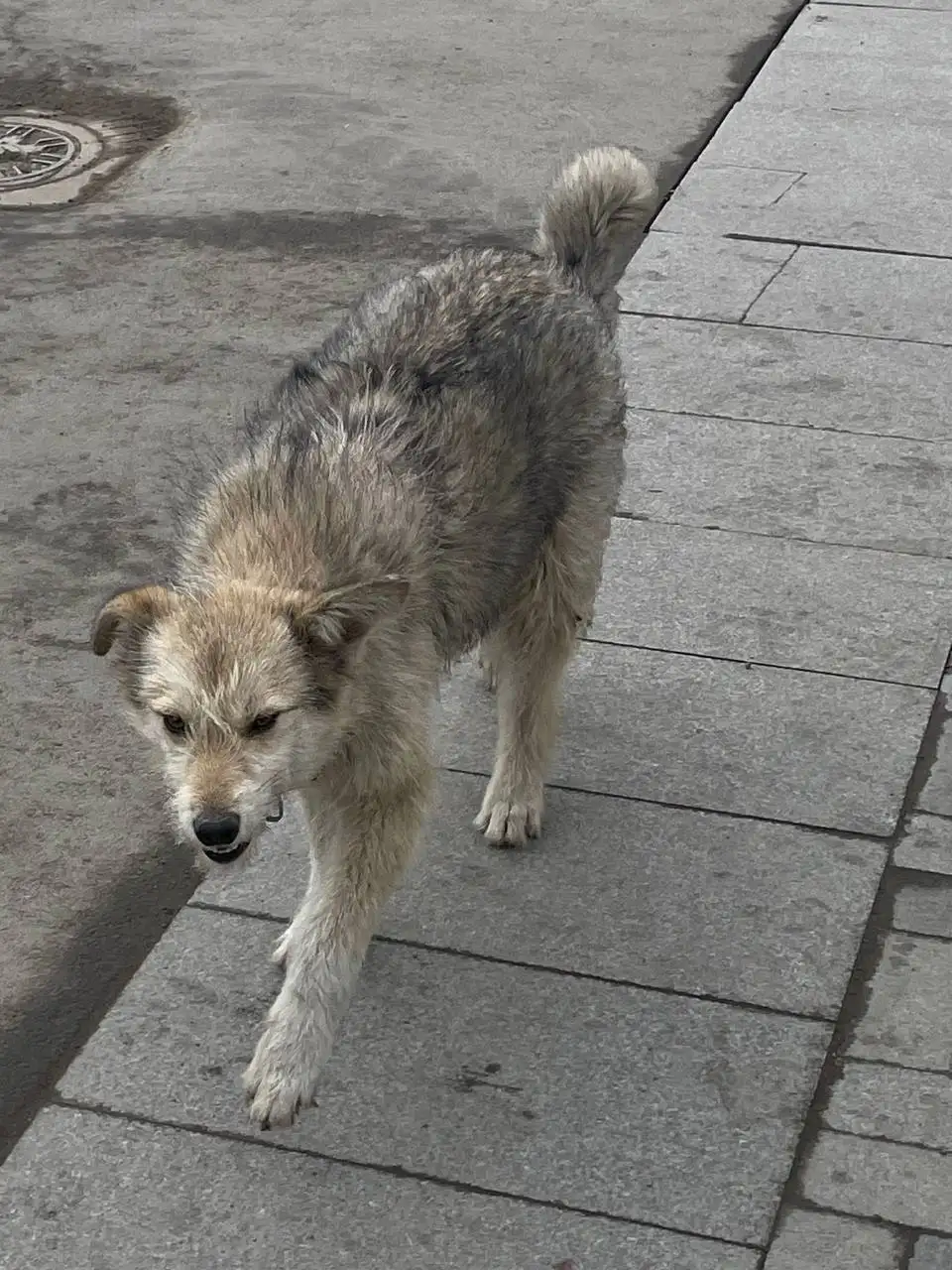 Потеряшка в Иркутске - Животные в Иркутск