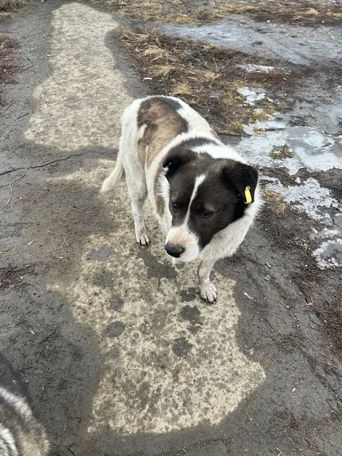Пес с поврежденной лапой в Иркутске - Птица в Иркутск