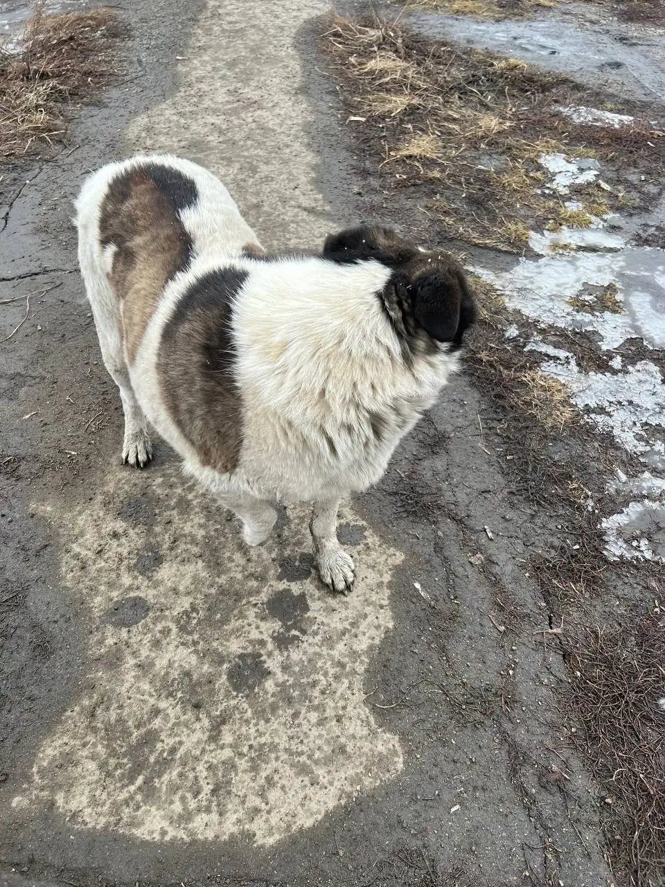 Пес с поврежденной лапой в Иркутске - Собаки (Животные) в Иркутск