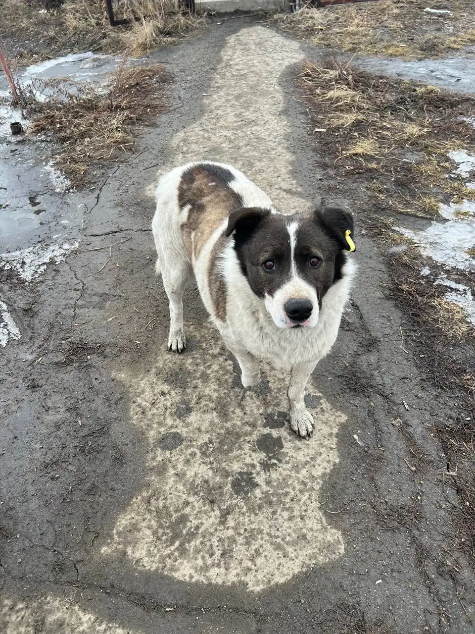 Пес с поврежденной лапой в Иркутске - Собаки (Животные) в Иркутск