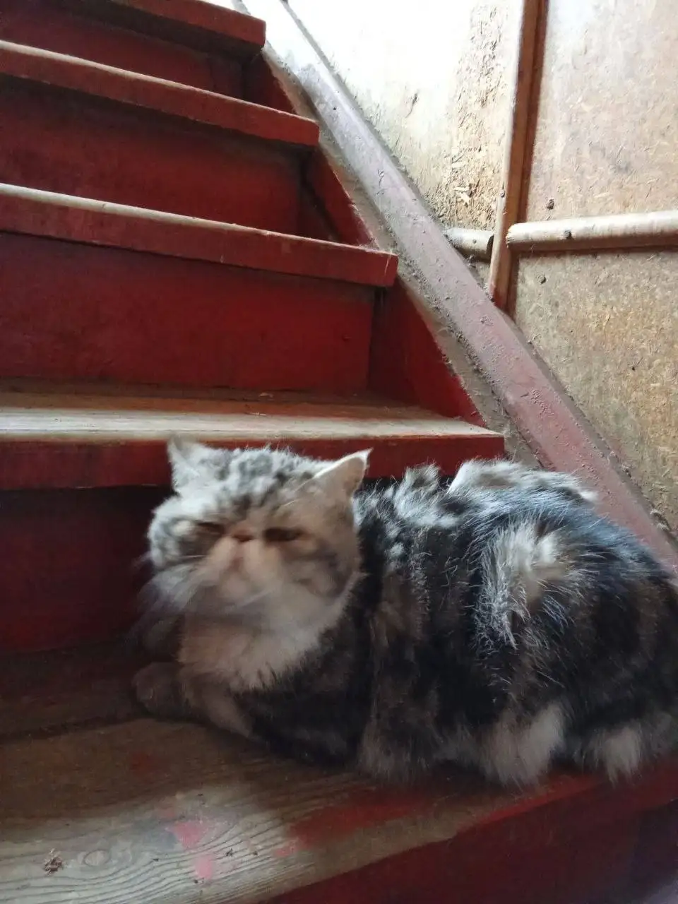 Срочно требуется помощь породистому коту в Иркутске - Кошки (Животные) в Иркутск