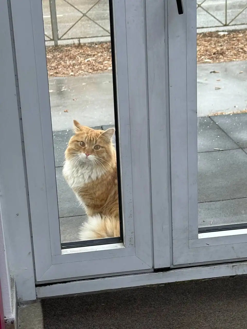 Потерянный домашний кот в Ангарске - Кошки (Животные) в Ангарск