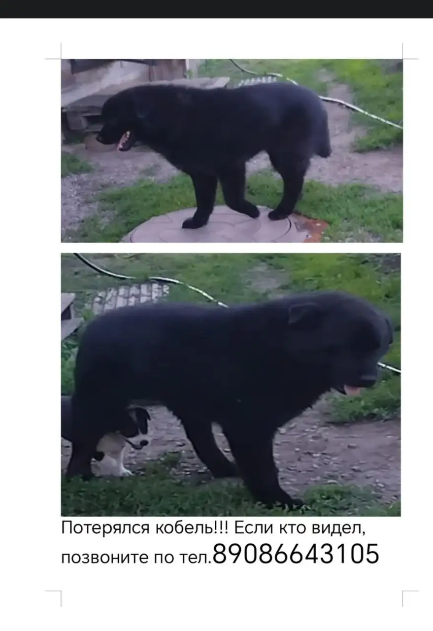 Потеряшка в Иркутске - Потеряшки (Животные) в Иркутск