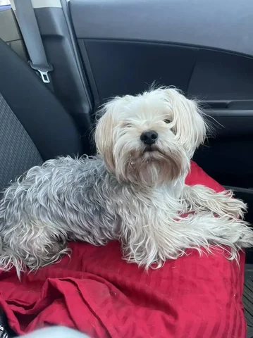 Найден йоркширский терьер мальчик в районе Мельниковского рынка - Животные в Иркутск