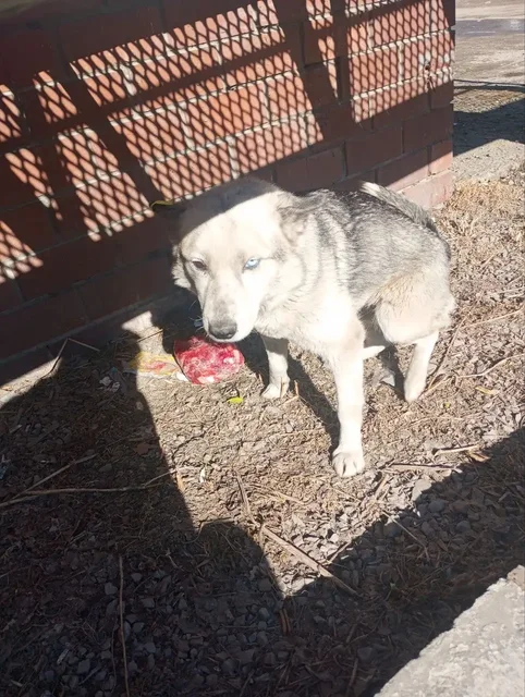 Найдена разноглазая собака в Тельме - Животные в Иркутск