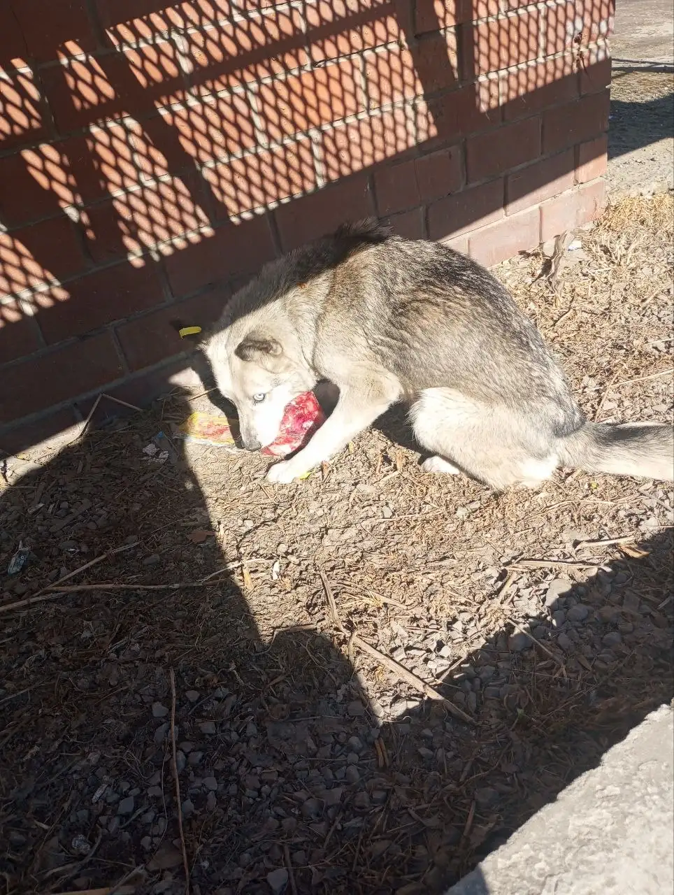 Найдена разноглазая собака в Тельме - Собаки (Животные) в Иркутск