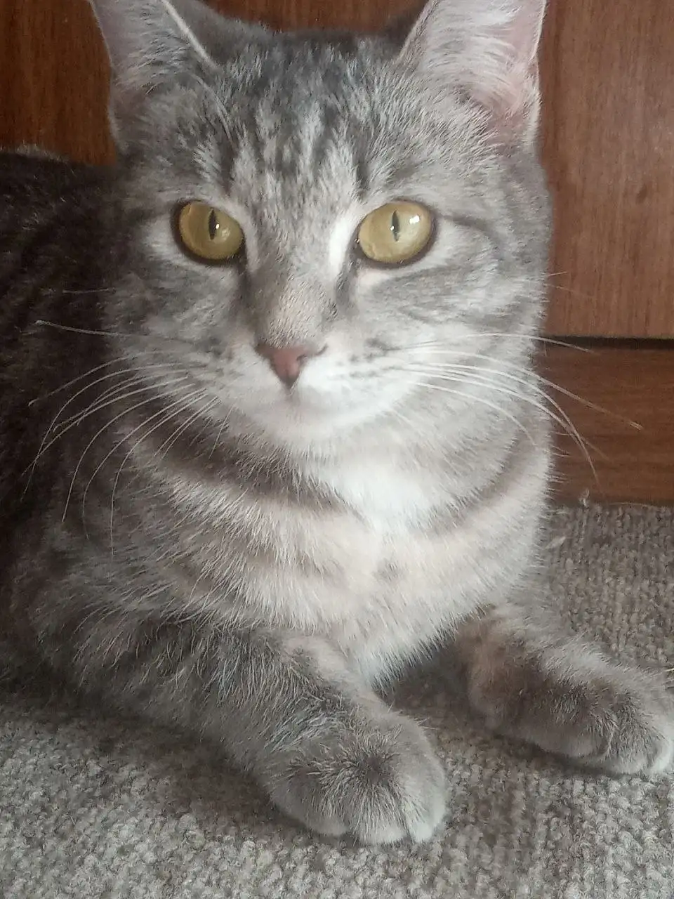 Пропала кошка в Иркутске - Животные в Иркутск