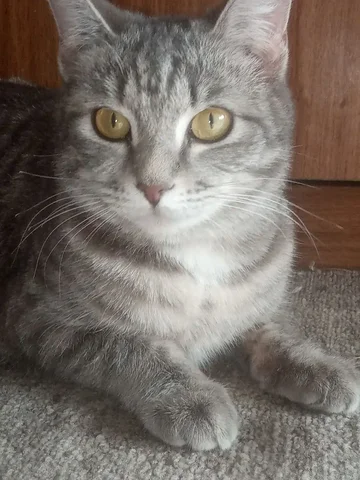 Пропала кошка в Иркутске - Животные в Иркутск