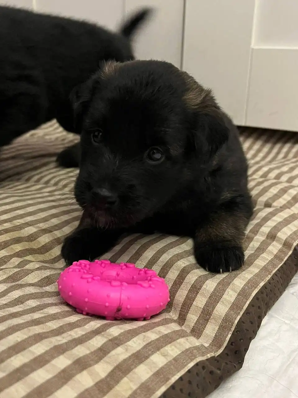 Объявление из Тюмени