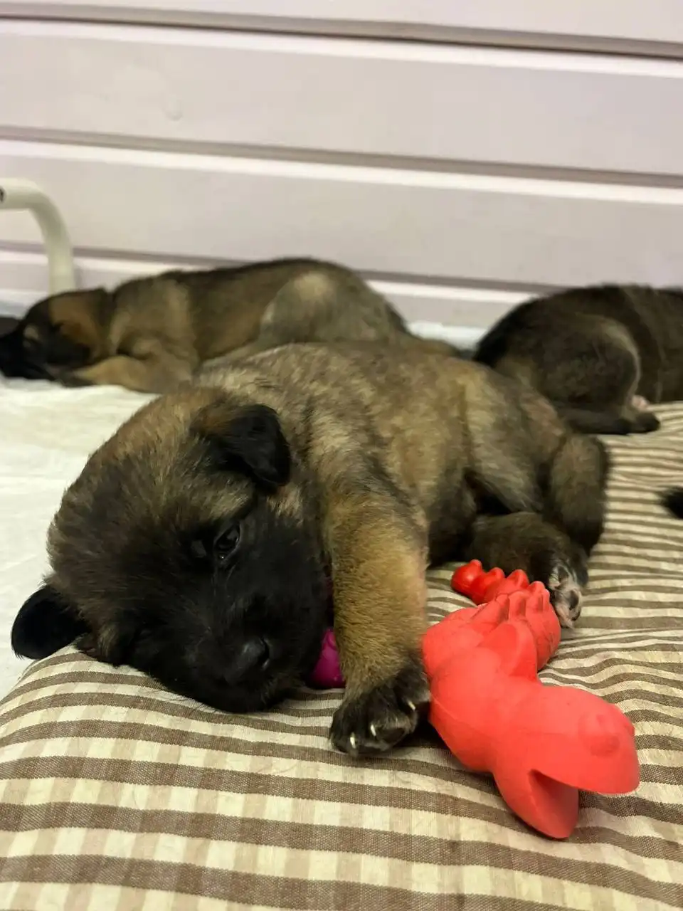 Объявление из Тюмени