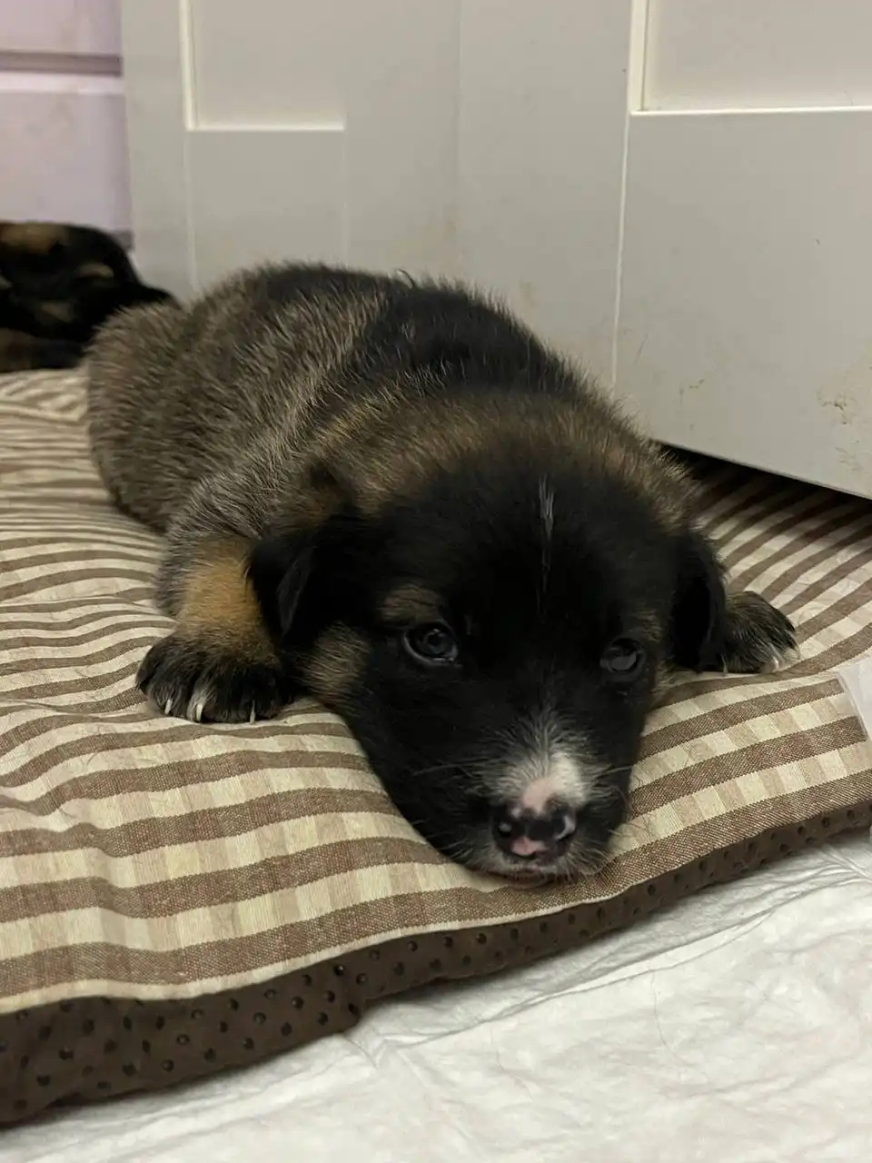 Объявление из Тюмени