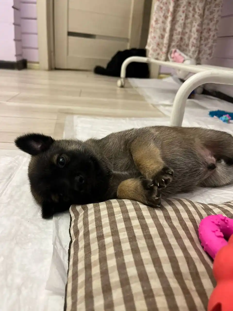 Объявление из Тюмени