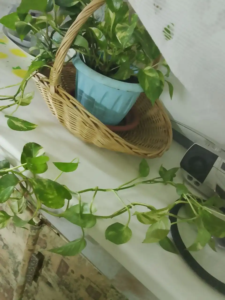 Продам цветок в корзинке