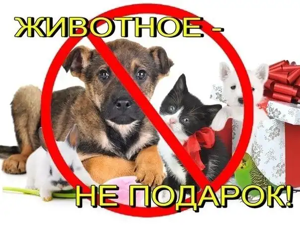 Не дарите животных на Новый год