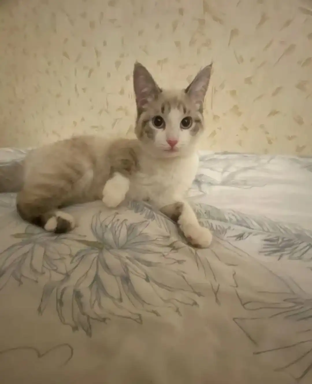 Кошка в добрые руки