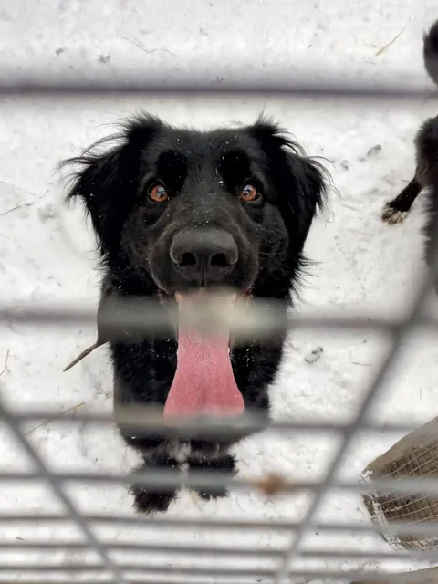 Кобель Верный ищет дом - частное объявление в Тюмень