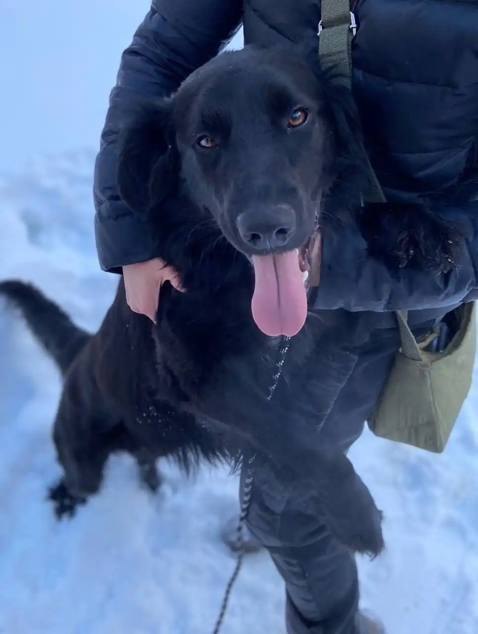 Кобель Верный ищет дом