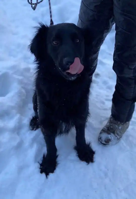 Кобель Верный ищет дом