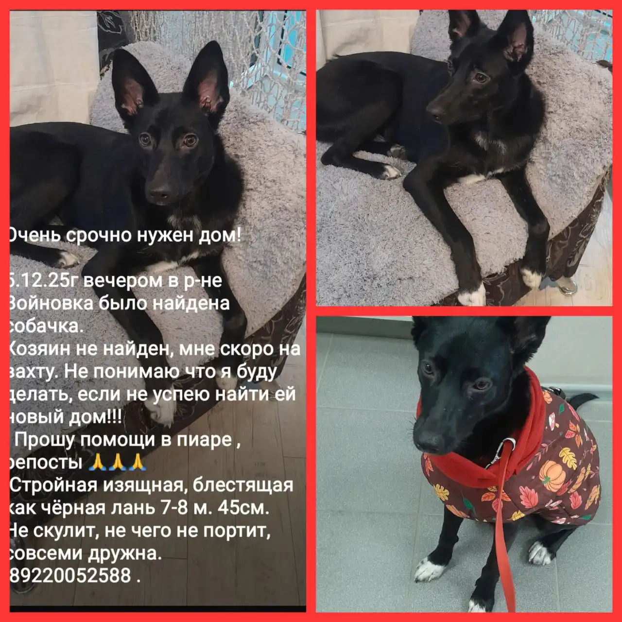 Срочно нужен дом для молявочки