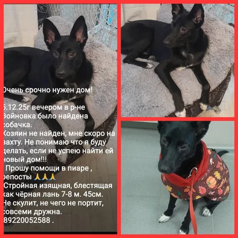 Срочно нужен дом для молявочки - частное объявление в Тюмень