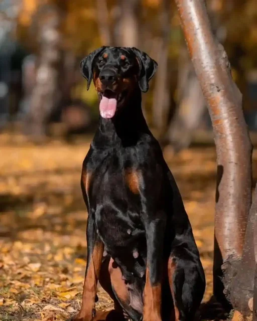 Отдам добермана в добрые руки - Животные в Тюмень